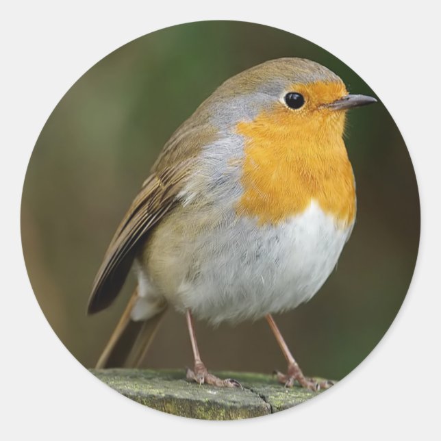 Pegatinas Robin (Anverso)