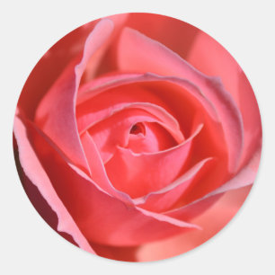 Pegatinas Rosa Brillantes