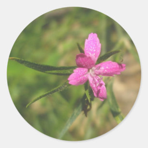 Pegatinas Rosa Deptford