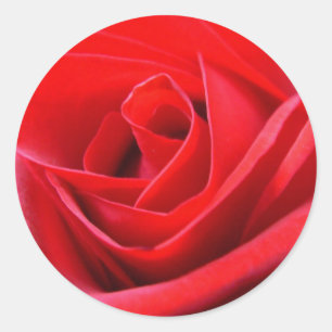 Pegatinas Rosa Rojo Regalos Rosa Rosa Rosa Rosa Ro