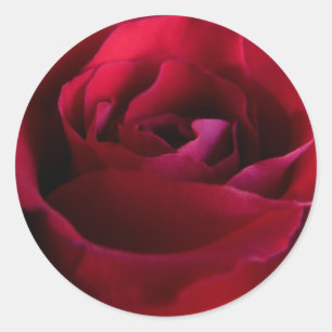 Pegatinas Rosa Rojo Regalos Rosa Rosa Rosa Rosa Ro