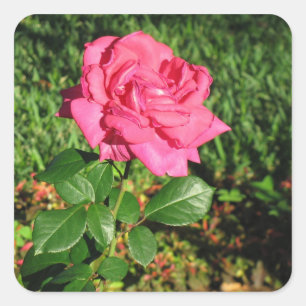 Pegatinas Rosa Rosa