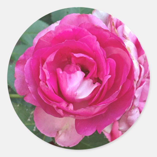 Pegatinas Rosa Rosa (Anverso)