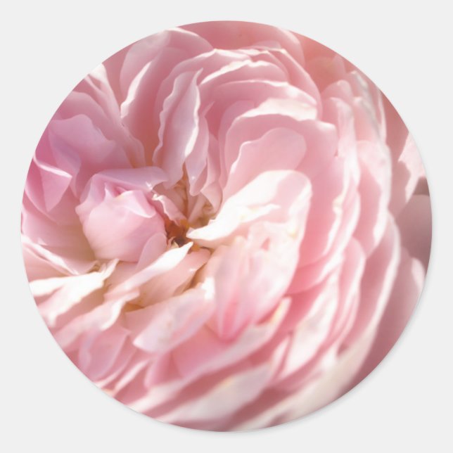 Pegatinas Rosa Rosa (Anverso)