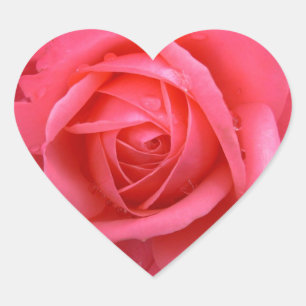Pegatinas Rosa Rosa Rosa Rosa Rosa Rosa Rosados Re