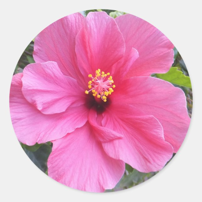 Pegatinas rosados de Hibiscus (Anverso)