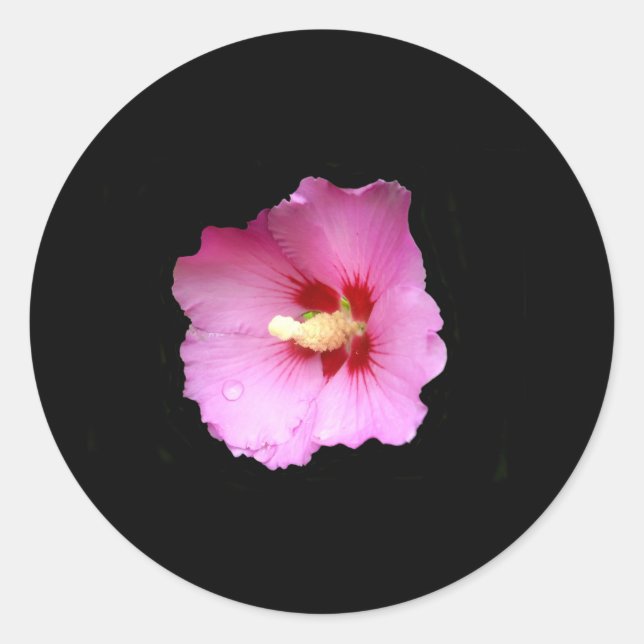 Pegatinas rosados de Hibiscus (Anverso)