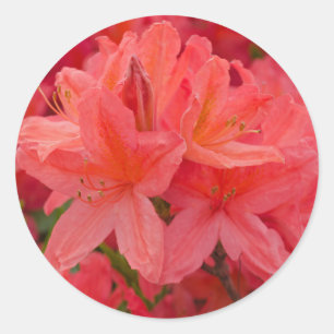 Pegatinas rosados de la flor del rododendro