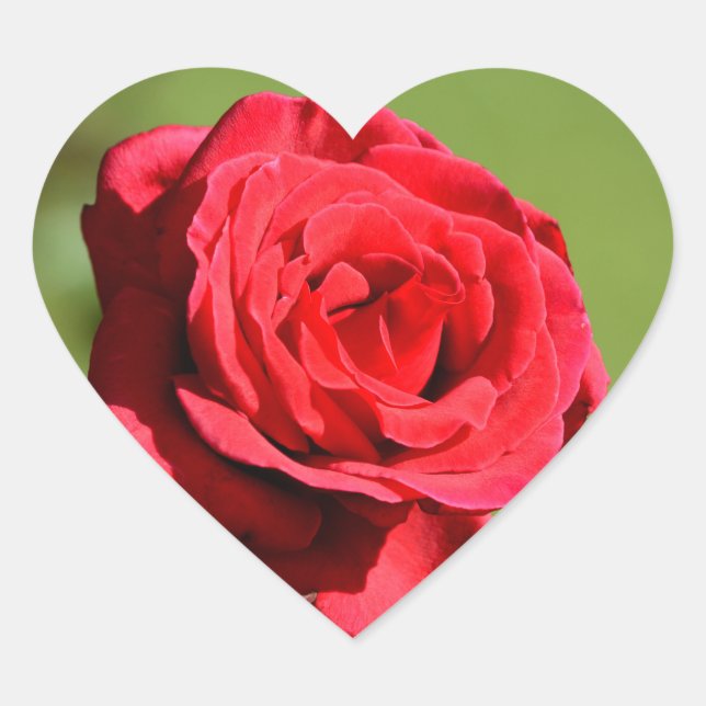 Pegatinas Rosas (Anverso)