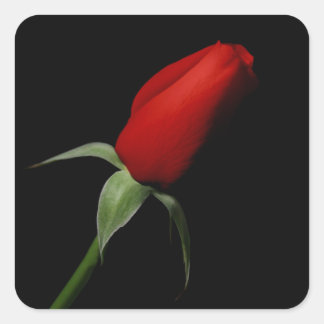 Pegatinas Rosas de Bud - Sellos para sobres Bodas
