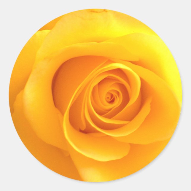 Pegatinas Rosas de oro (Anverso)