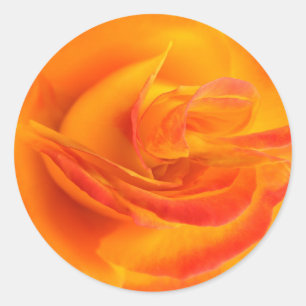Pegatinas Rosas naranjas
