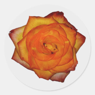 Pegatinas Rosas Naranjas quemados