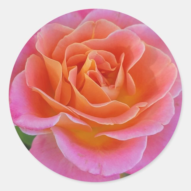 Pegatinas Rosas rosados y Naranjas (Anverso)