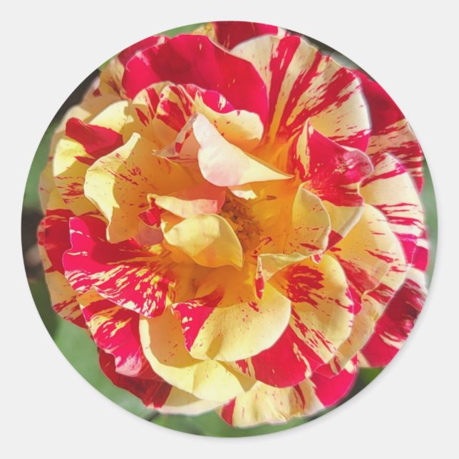 Pegatinas Rosas variados rojos y amarillos (Anverso)