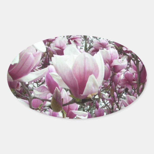 Pegatinas - Saucer Magnolia (Anverso)