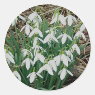 Pegatinas Snowdrop