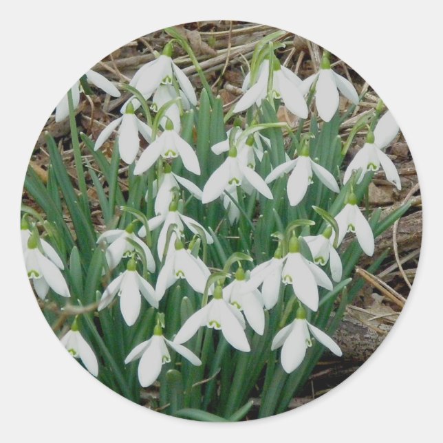 Pegatinas Snowdrop (Anverso)