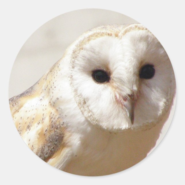 Pegatinas Snowy Barn Owl (Anverso)