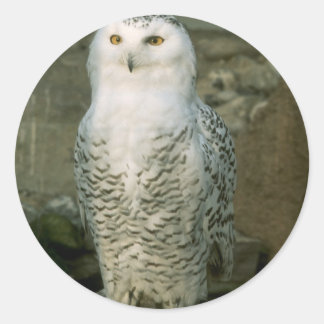 Pegatinas Snowy Owl