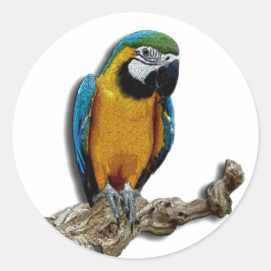 Pegatinas solos del loro anaranjado