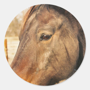 Pegatinas soñolientos del caballo de proyecto