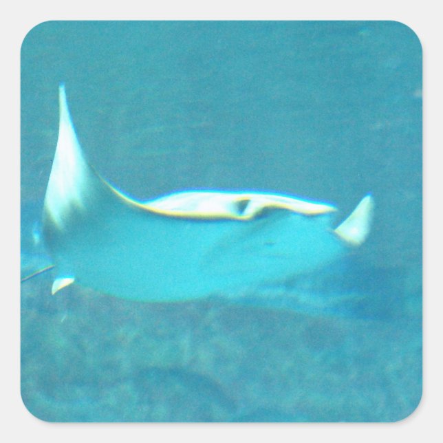 Pegatinas Stingray (Anverso)