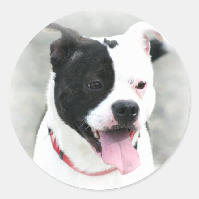 Pegatinas Terrier de Staffordshire (Anverso)