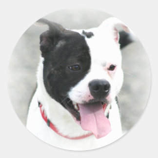 Pegatinas Terrier de Staffordshire
