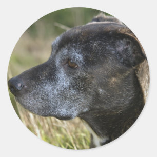 Pegatinas Terrier de Staffordshire