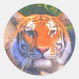 Pegatinas tigres de Siberia