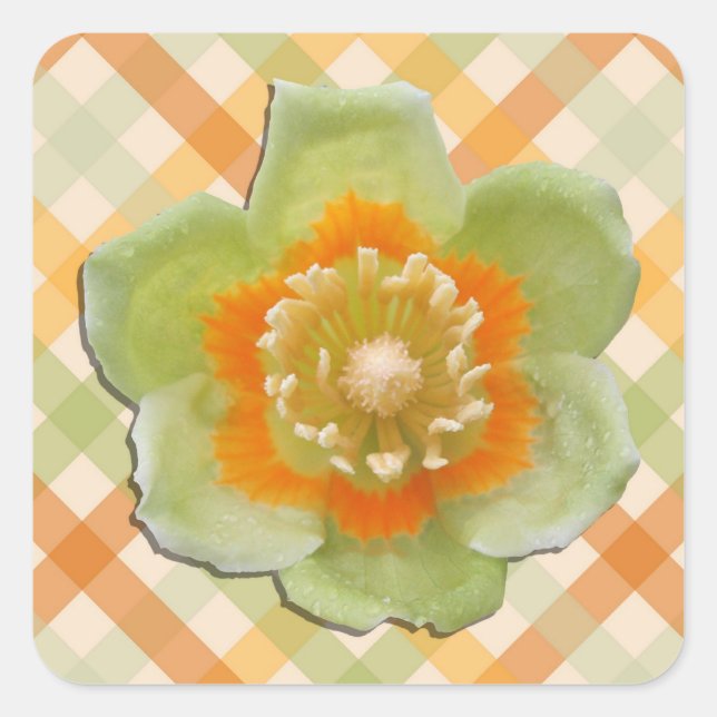 Pegatinas - Tulipán de abultamiento de tulipanes e (Anverso)