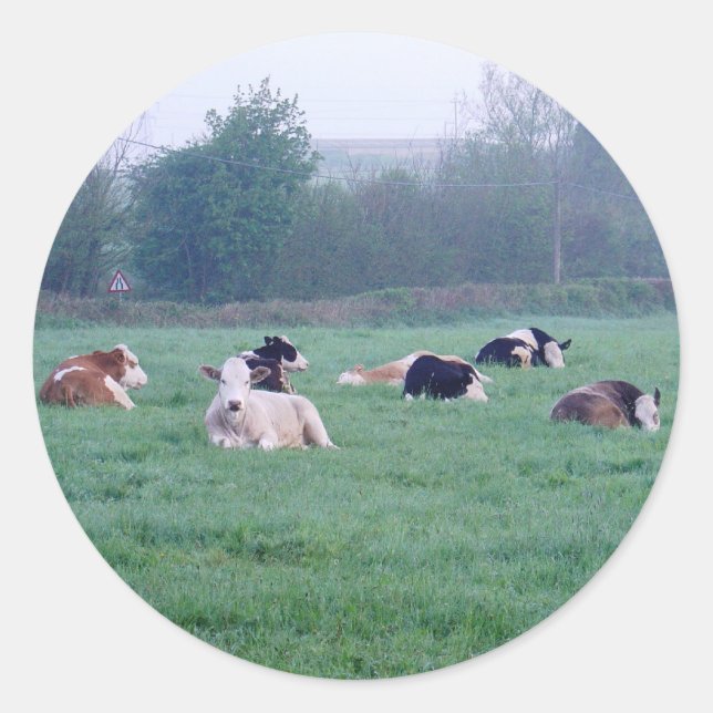 Pegatinas - Vacas - En color (Anverso)