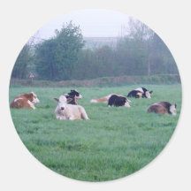 Pegatinas - Vacas - En color