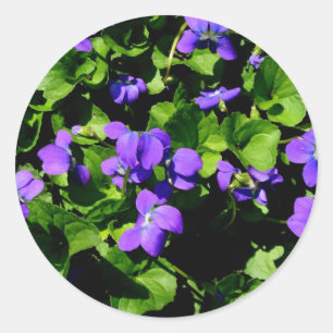 Pegatinas Violet