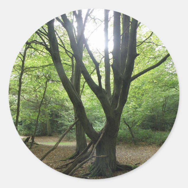 Pegatinas Woodland Sunshine (Anverso)