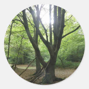 Pegatinas Woodland Sunshine