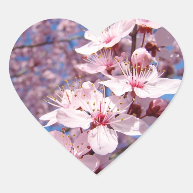 Pegatinas y sellos de flores de cerezo rosadas de  (Anverso)
