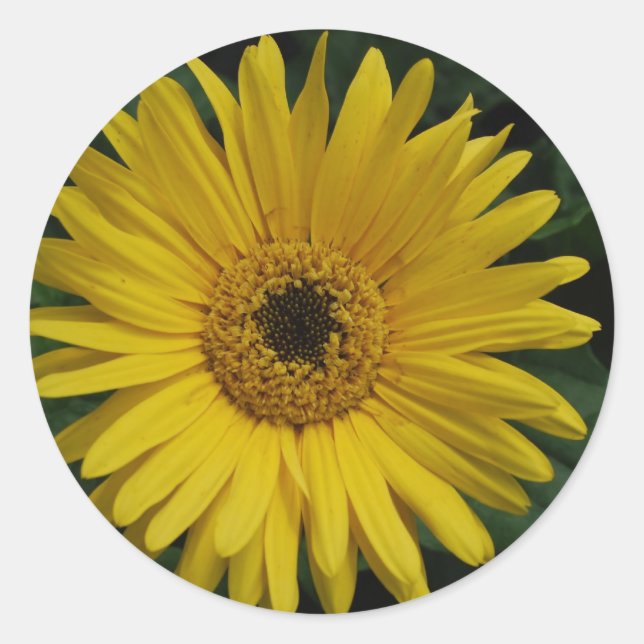 Pegatinas Yellow Daisy (Anverso)