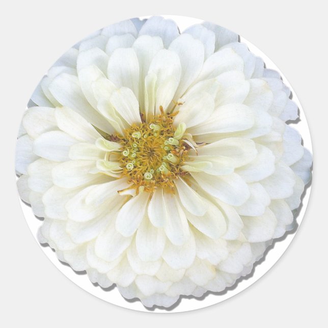 Pegatinas - Zinnia blanca (Anverso)