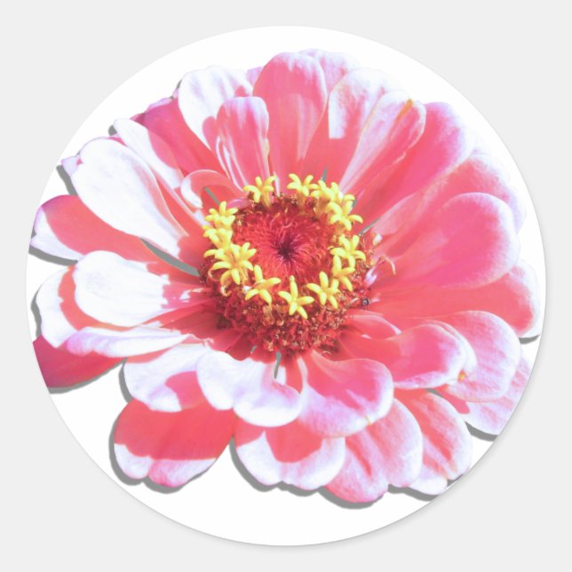 Pegatinas - Zinnia rosa (Anverso)
