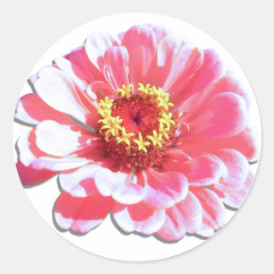 Pegatinas - Zinnia rosa