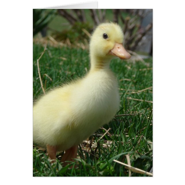 Pekin Duckling (Frente)