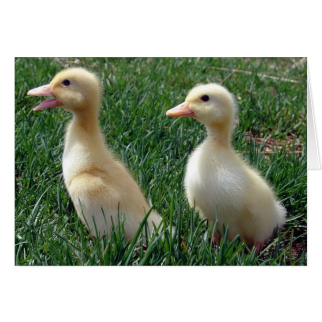 Pekin Ducklings (Anverso (Horizontal))