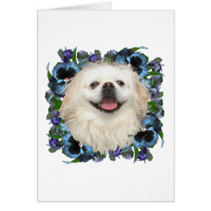 Pekinés blanco con pensamientos
