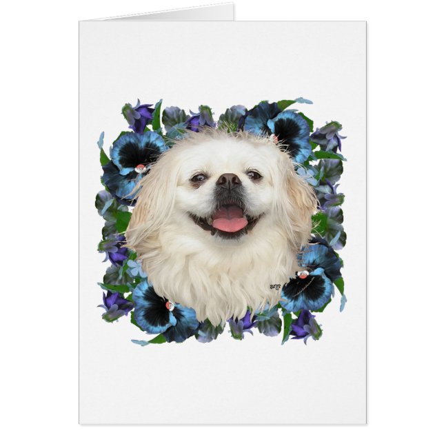 Pekinés blanco con pensamientos (Frente)