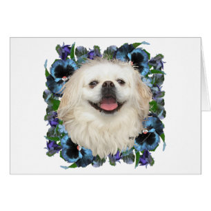 Pekinés blanco con pensamientos