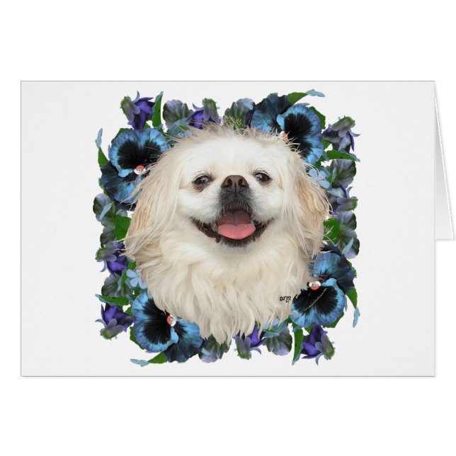 Pekinés blanco con pensamientos (Anverso (Horizontal))