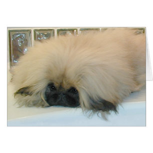Pekinés Pensando en Grande