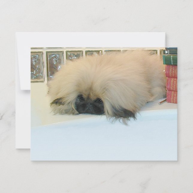 Pekinés Pensando en Grande (Anverso)